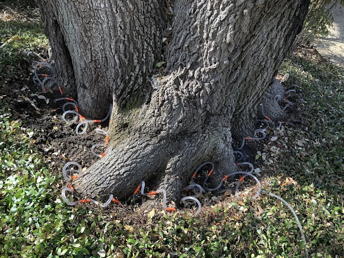 Detailed Tree Cabling and Bracing job site in Alta Vista