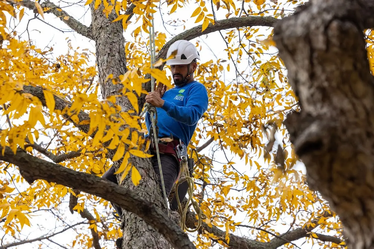 Skilled Tree Transplanting crew working in Alta Vista