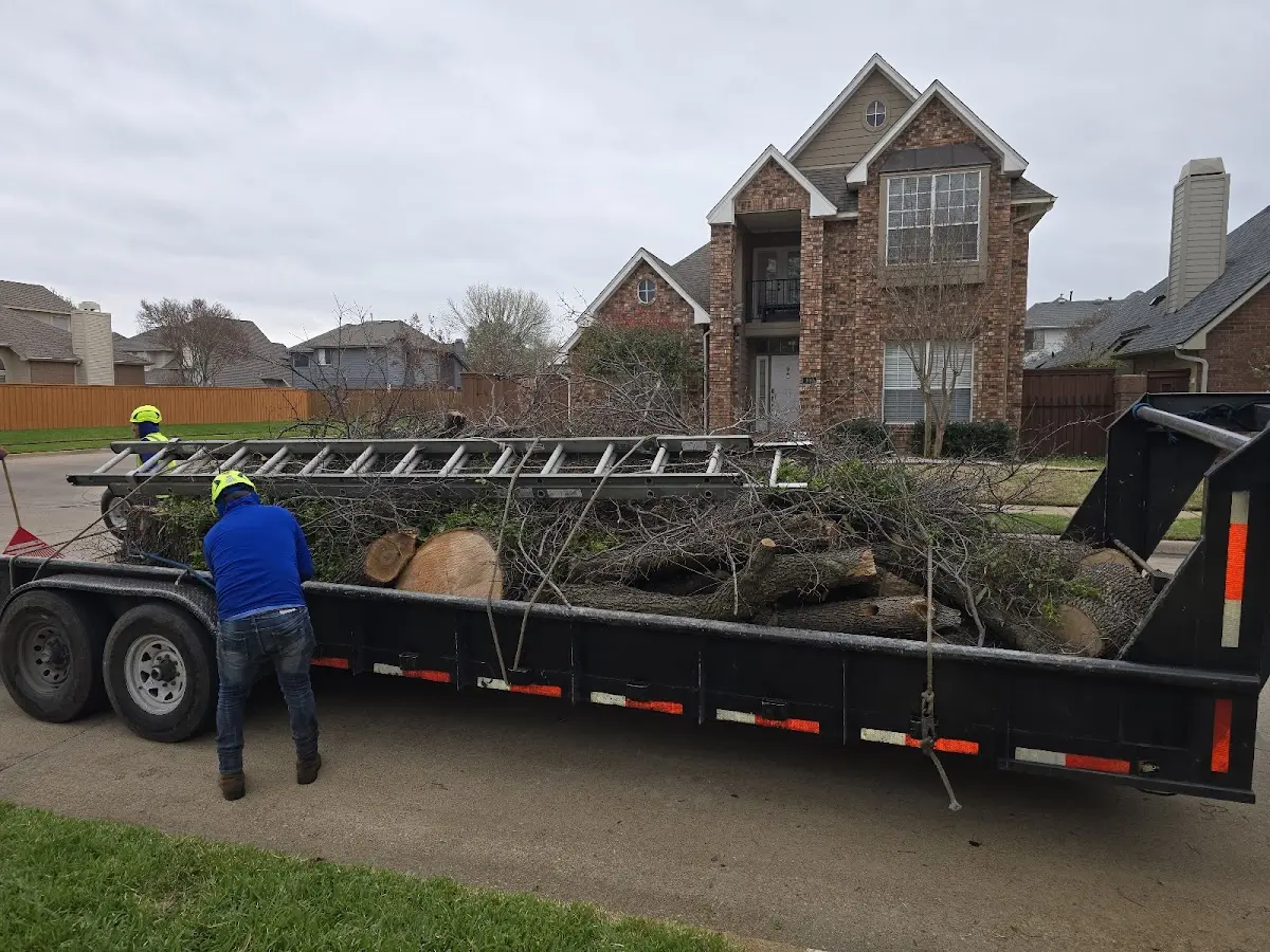 Expert Tree Pest Control with proper safety equipment in Alta Vista